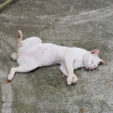 Catato