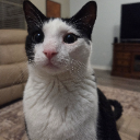 Forealdo