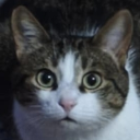 Gkogki