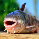 Catfish
