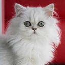 Donald Cat