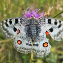 mittia