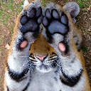 Tigerpawz