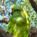 nayla