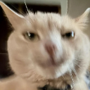Papa Maus