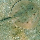 littlestingray