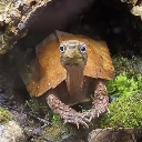 turtle