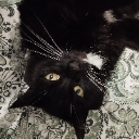 Catcahuait ღ