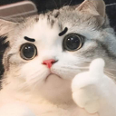 Meow