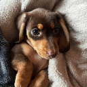 twin puppy