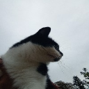 Lovely cat
