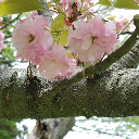 SAKURA。