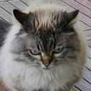 KönigOlli