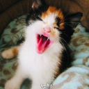 kittenboy0