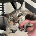 Lady Meow