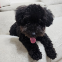 모티브