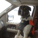 OzDog III