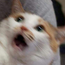 catto jr