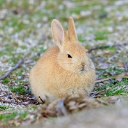 偵察みさちん