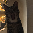 ImmaqueensCat!