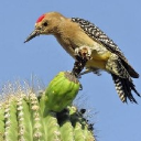 Gila Woodpecker