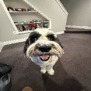 Punys Dog