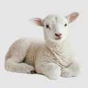 Baby Sheepy