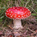 TocatDelBolet
