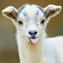 Little Goaty