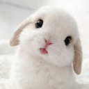Bunny Nini