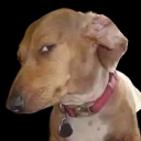 Zezima