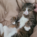 BABIEST OF MEOWS