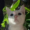 Snowieʕ·͡ᴥ፝֟·ʔ