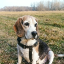 beaglefajzat