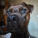 SnOOp