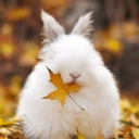 DustBunny