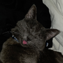 Bingus