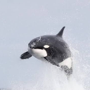 KillerWhale1