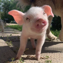 Little Piggy