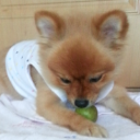 chubby_포메