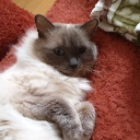 HouseOfRagdolls