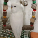 Mutabahi