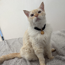 Gigio_the_Gatito