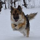 Kaya