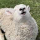 ʚ萌萌ɞBaa baa