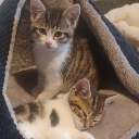 Littletrouble