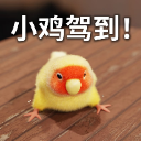 早起不了的蓝蓝