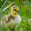 lil duck