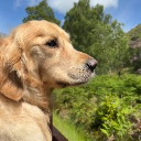 ArchieDog