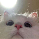 kitten